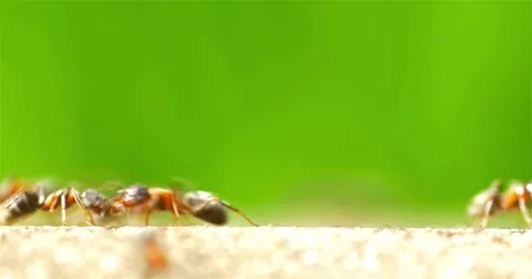 Ants Marching On Forest Path Stock Footage 63996332