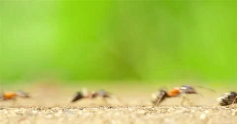 Ants Marching On Forest Path Stock Footage 63996535