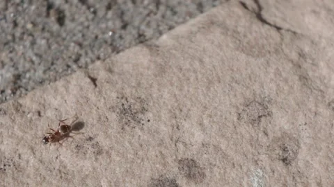 Ants marching on granite patio tiles in alternating directions along a narrow Stock Footage 342114953