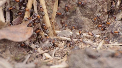 Ant's marching on the ground Stock-Footage 105678046