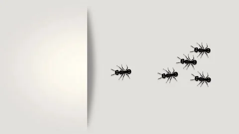 Ants marching from left to right on white background Video stock 308151545