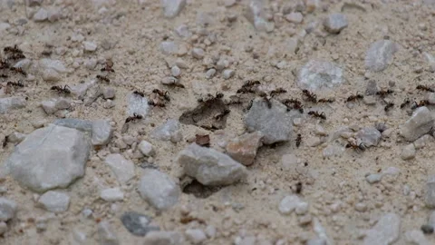 Ants marching in a line and around an obstacle Stock Footage 131567162