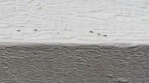 Ants Marching in a Line Stock Footage 33449683