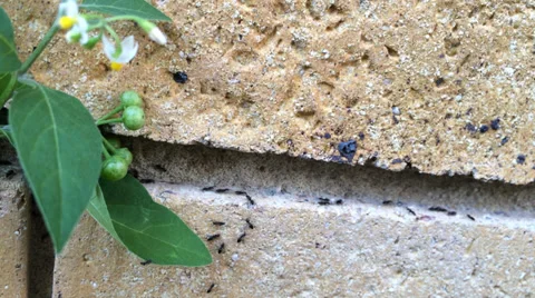 Ants Marching in a Line Stock Footage 33449772