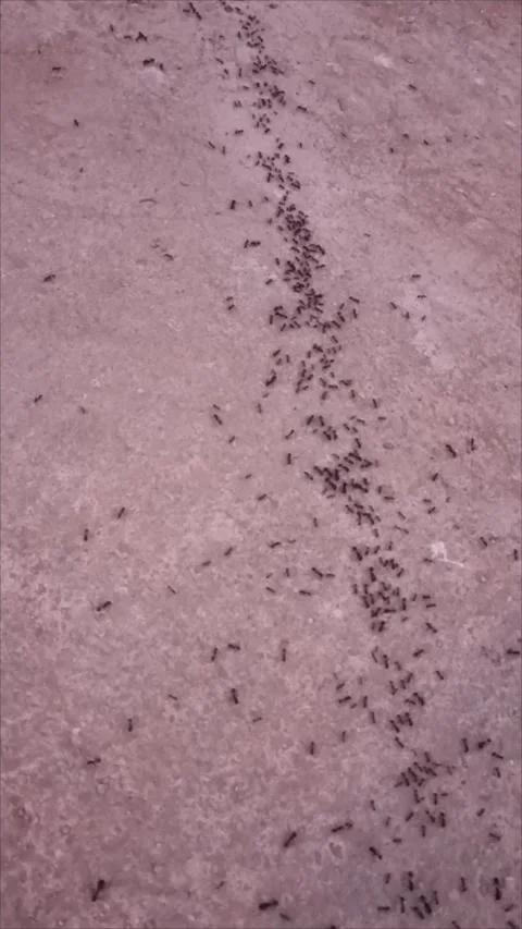 Ants Marching in a Line on Textured Surface Stock Footage 336573606