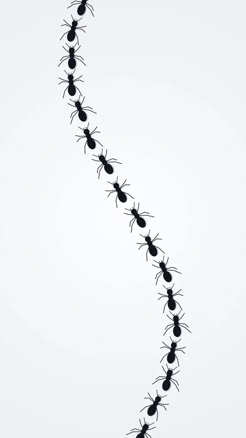 Ants marching line walking trail path queue stream insect motion loop Stock Footage 346642372