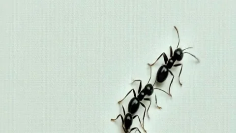 Ants marching in a line on a white background Stock Footage 318864269