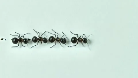 Ants marching in a line on a white surface Stock Footage 318864290