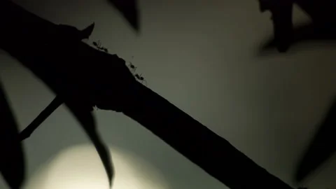 Ants marching In The Night Stock Footage 236746902