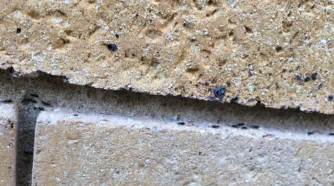 Ants Marching Retimed Stock Footage 33449620