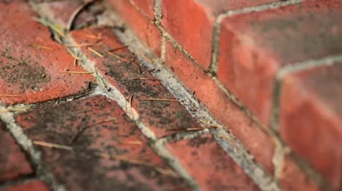 Ants Marching Time Lapse 스톡 동영상 11024501