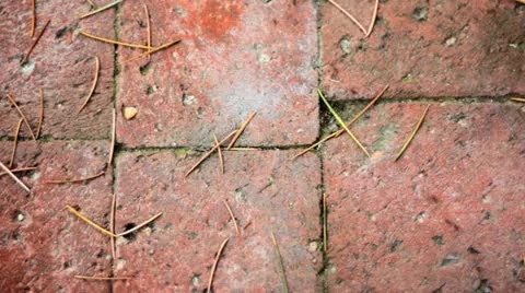 Ants Marching Time Lapse Stock Footage 11024551