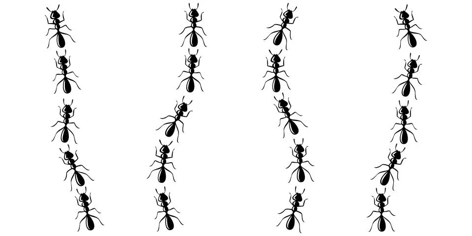 Ants marching in trail. Ant path isolated in white background. Vector Illustration
