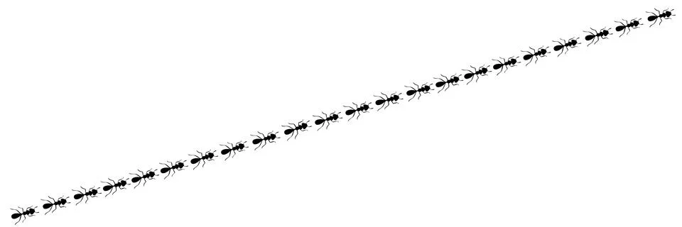 Ants marching in trail. Ant path isolated in white background. Vector Illustration