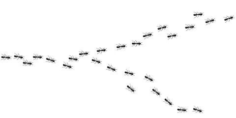 Ants marching in trail. Ants isolated in white background. Vector illustration Stock Illustration