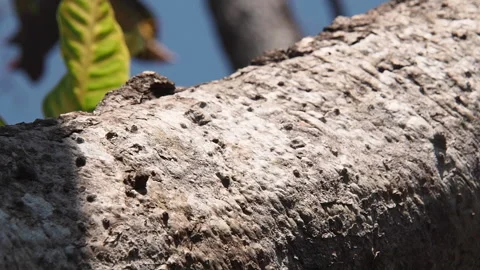Ants marching on the tree bough on a warm sunny day Stock Footage 153044954