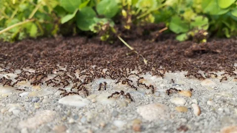 Ants in Maryland Stock Footage 128247750