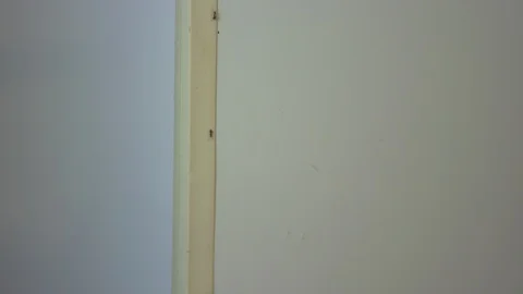 Ants in a Messy Kitchen Climbing up a Wall Stock Footage 90185869