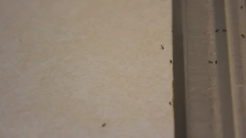 Ants in a Messy Kitchen Stock Footage 90184451