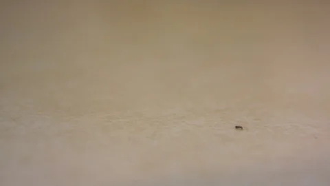 Ants in a Messy Kitchen Stock Footage 90184498