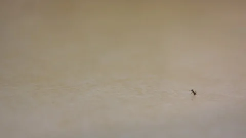 Ants in a Messy Kitchen Stock Footage 90184643