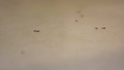 Ants in a Messy Kitchen Stock Footage 90184656
