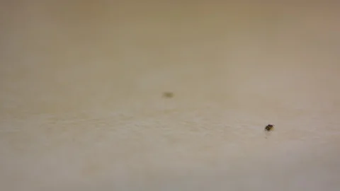 Ants in a Messy Kitchen Stock Footage 90184820