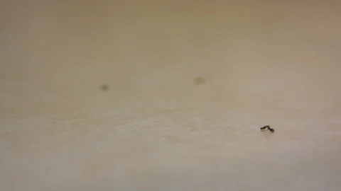 Ants in a Messy Kitchen Stock Footage 90401684