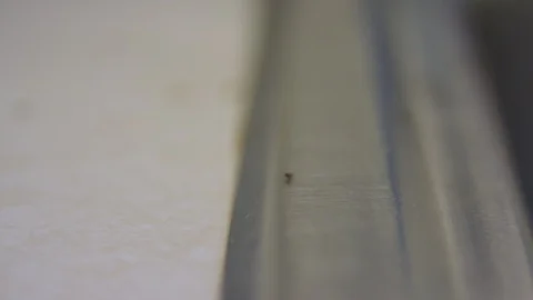 Ants in a Messy Kitchen Stock Footage 90401918