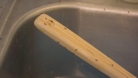 Ants in a Messy Kitchen on a Ladle Stock Footage 90185525