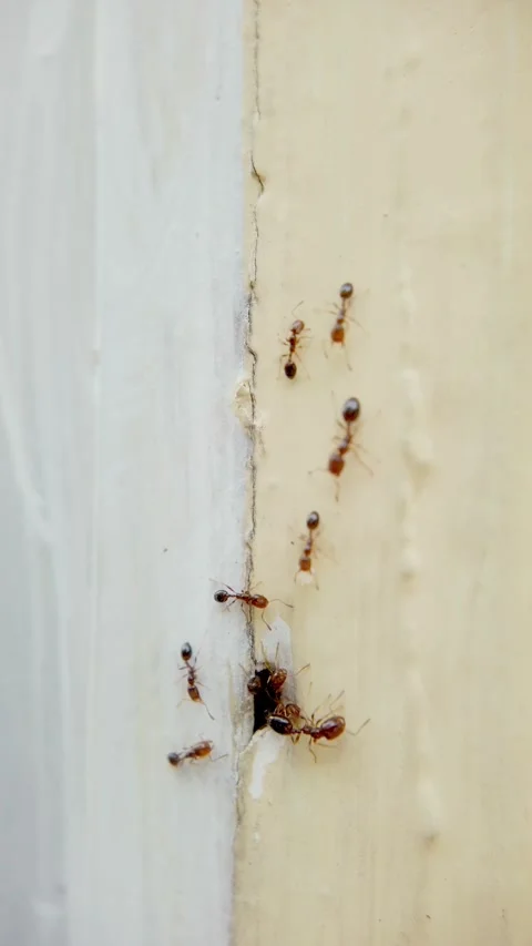 Ants' Micro World: Macro Lens Exploration in Yellow Realm Video stock 262133598