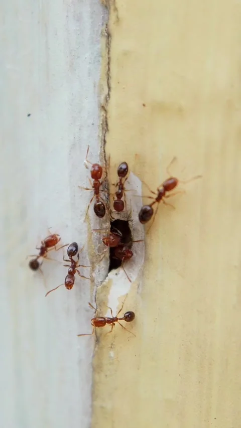 Ants' Micro World: Macro Lens Exploration of Yellow Column Habitat Video stock 262145759