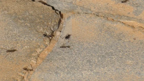 Ants migrate their eggs to a new anthill Stock Footage 91460976