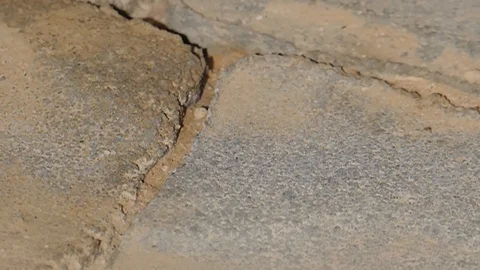 Ants migrate their larvae to a new anthill Stock Footage 91461023