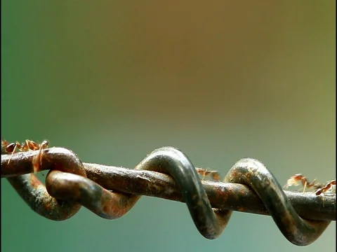 Ants Migrating The Nest Stock Footage 82898350