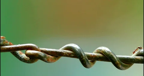 Ants Migrating The Nest Stock Footage 89437585