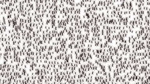 Ants migration Stock Footage 8684438