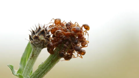 Ants milk aphids 库存影片 121324391