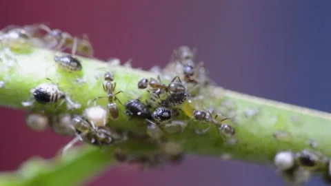Ants milking aphids macro video closeup Stock Footage 132465111