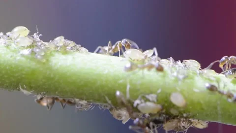 Ants milking aphids macro video closeup Stock Footage 132465683