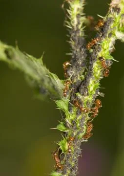 Ants milking aphids Stock Photos