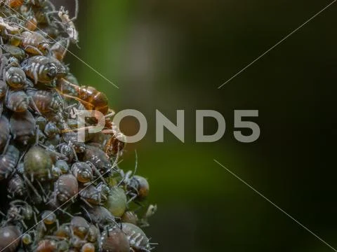 Ants milking aphids Stock Photos