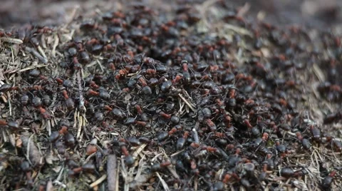Ants mooving on anthill in early spring Vídeos de archivo 48191873