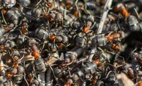 The ants in the moss came to work. Stock Photos