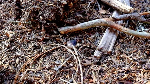 Ants Motion On Anthill Stock Footage 79326591