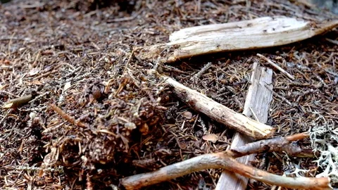 Ants Motion On Anthill Stock Footage 79326700