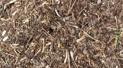 Ants motion on anthill in summer day Stock Footage 67474718