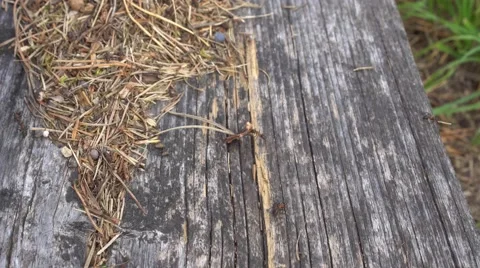 Ants motion on anthill in summer day Stock Footage 67474744