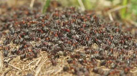 Ants motion Stock Footage 20603910