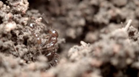 Ants in a Mound Video stock 49596849